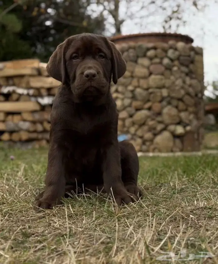 جراوي لابرادور بنات من روسيا 1