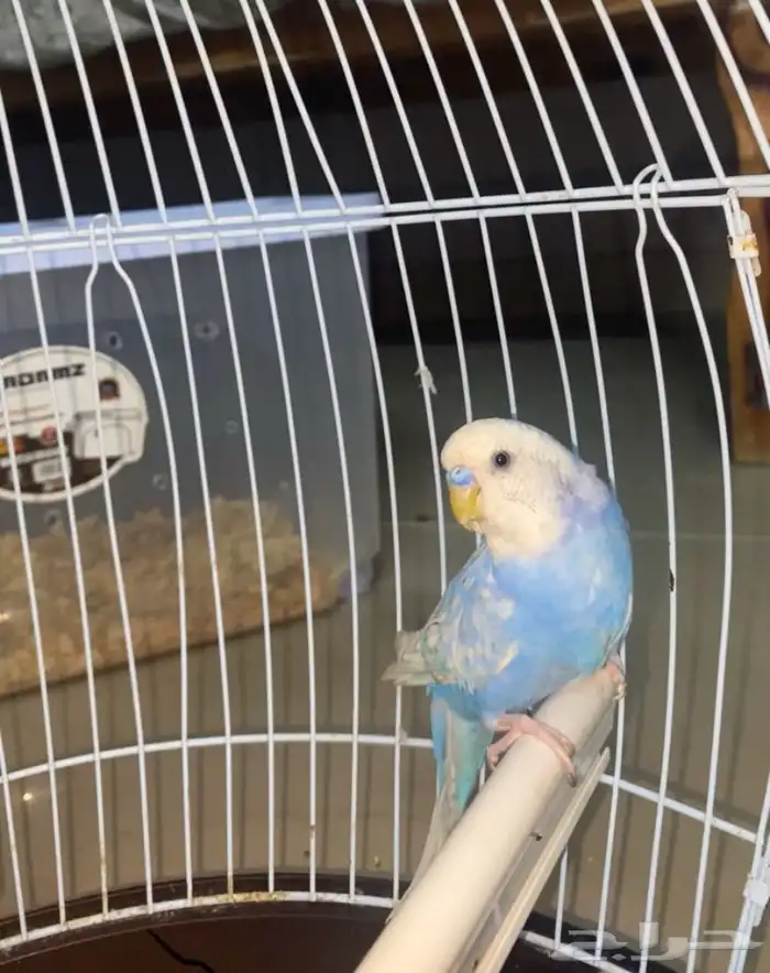 للبيع طير بادجي لون مميز 0