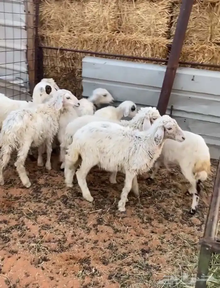 بهم حري تربيه الموقع مرات 1