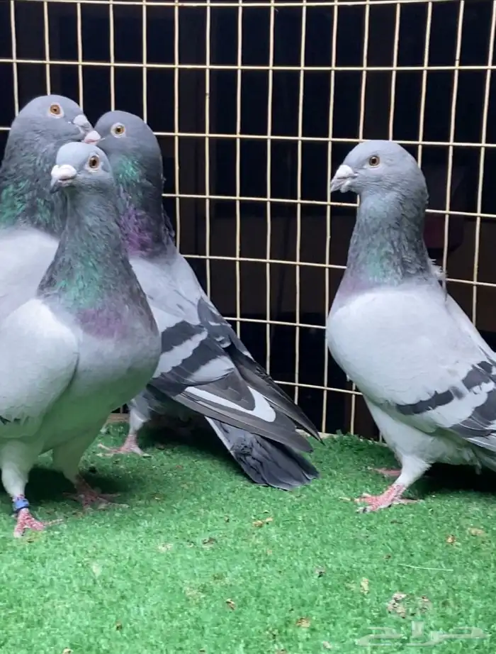 حمام زاجل (تم البيع) 2