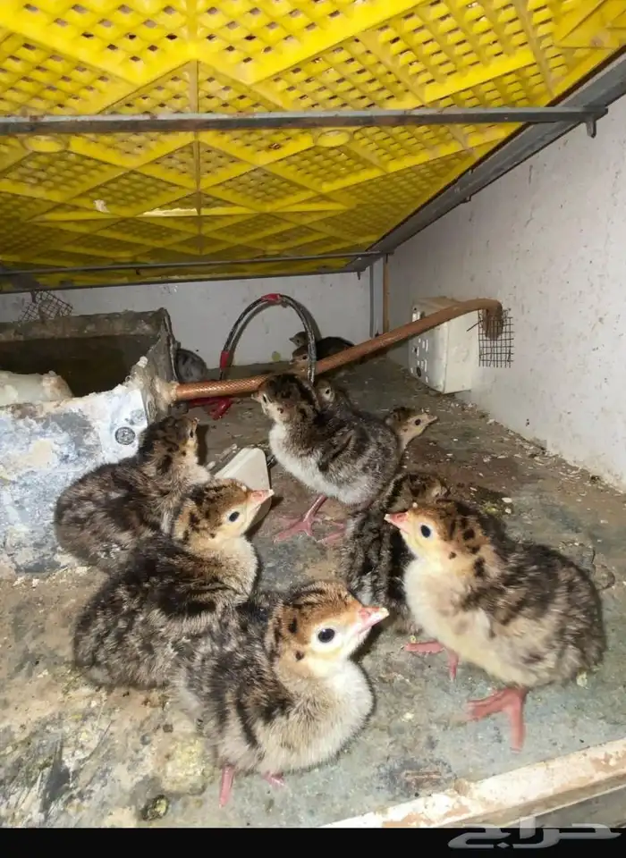 صيصان رومي 0