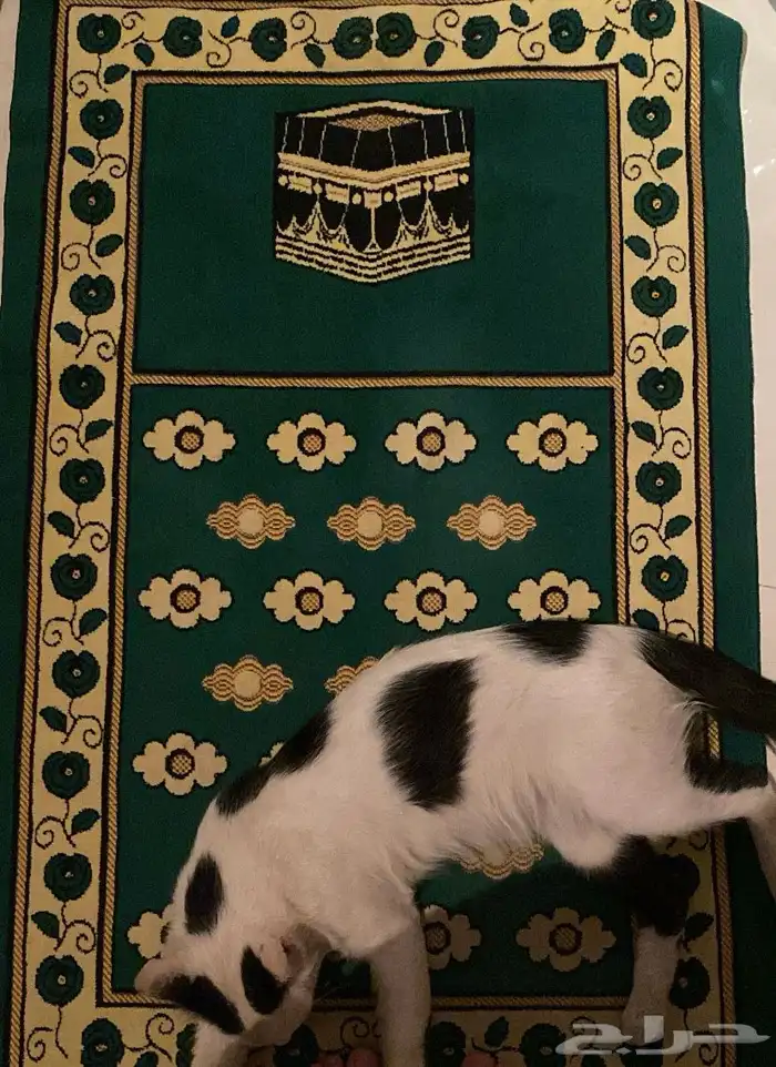 بسي ضايع ب حي الريان في الخرج اللي يشوفه يتواصل مع ذا الرقم 2