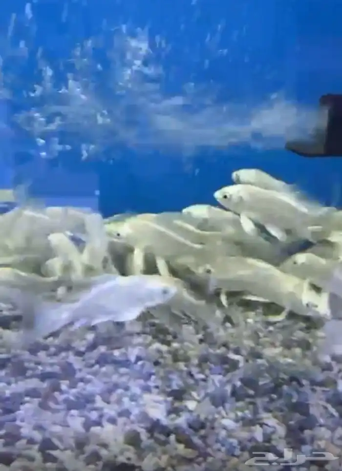 متوفر جميع أنواع اسماك الزينه متوفر جميع مستلزمات السمك 24