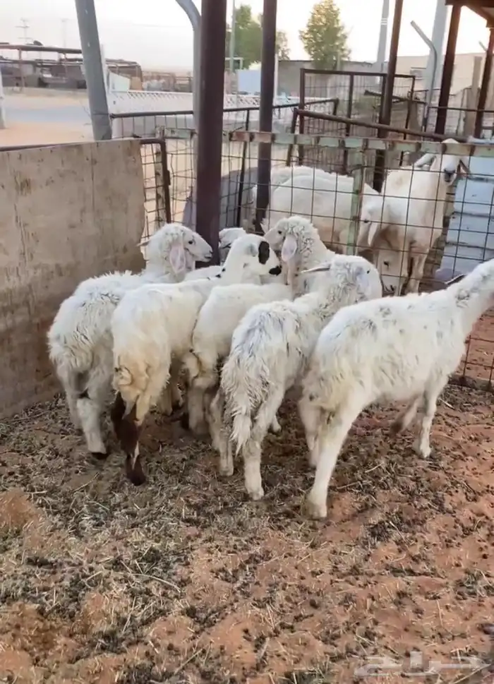 بهم حري تربيه الموقع مرات 3