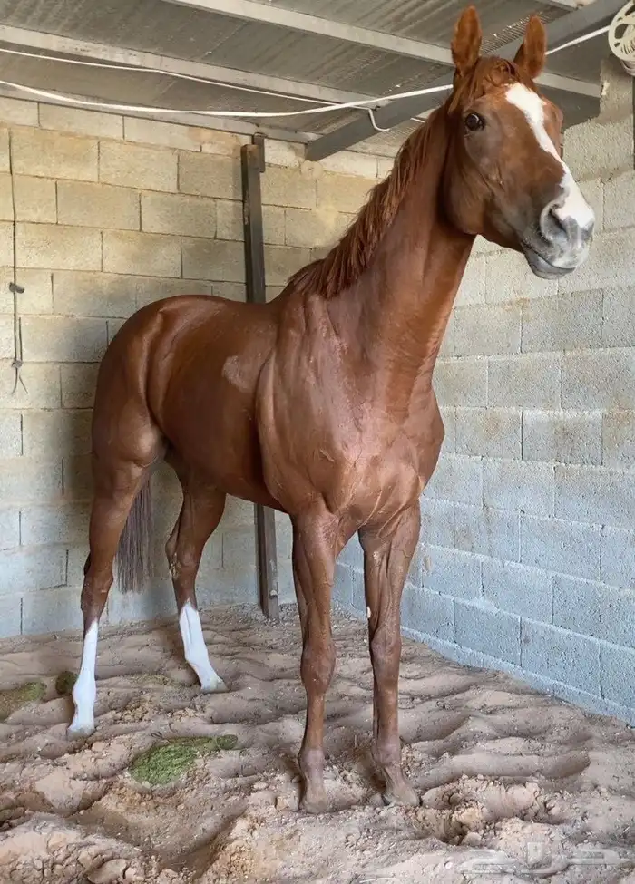 حصان انقليزي سبوق 1