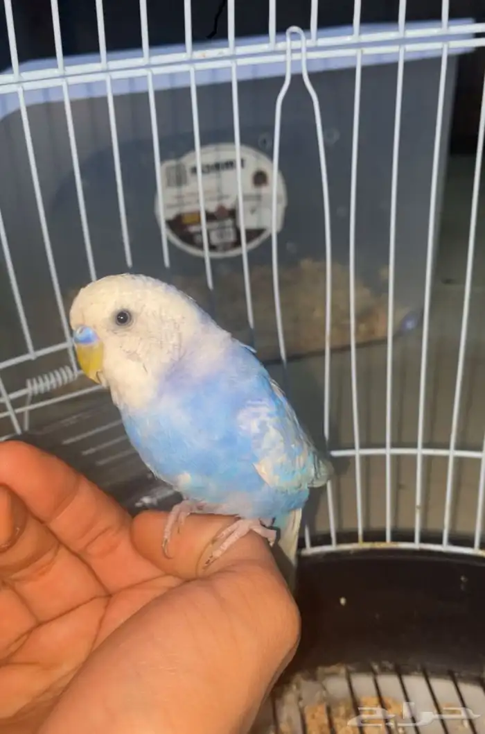 للبيع طير بادجي لون مميز 5