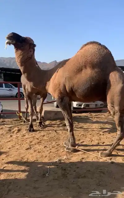 جمل حمر ادهم طيب ومشروط ضراب وعشار ب 12 index