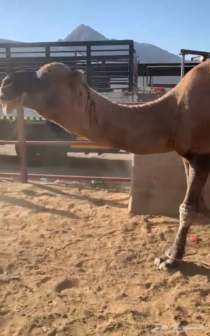 جمل حمر ادهم طيب ومشروط ضراب وعشار ب 12 2