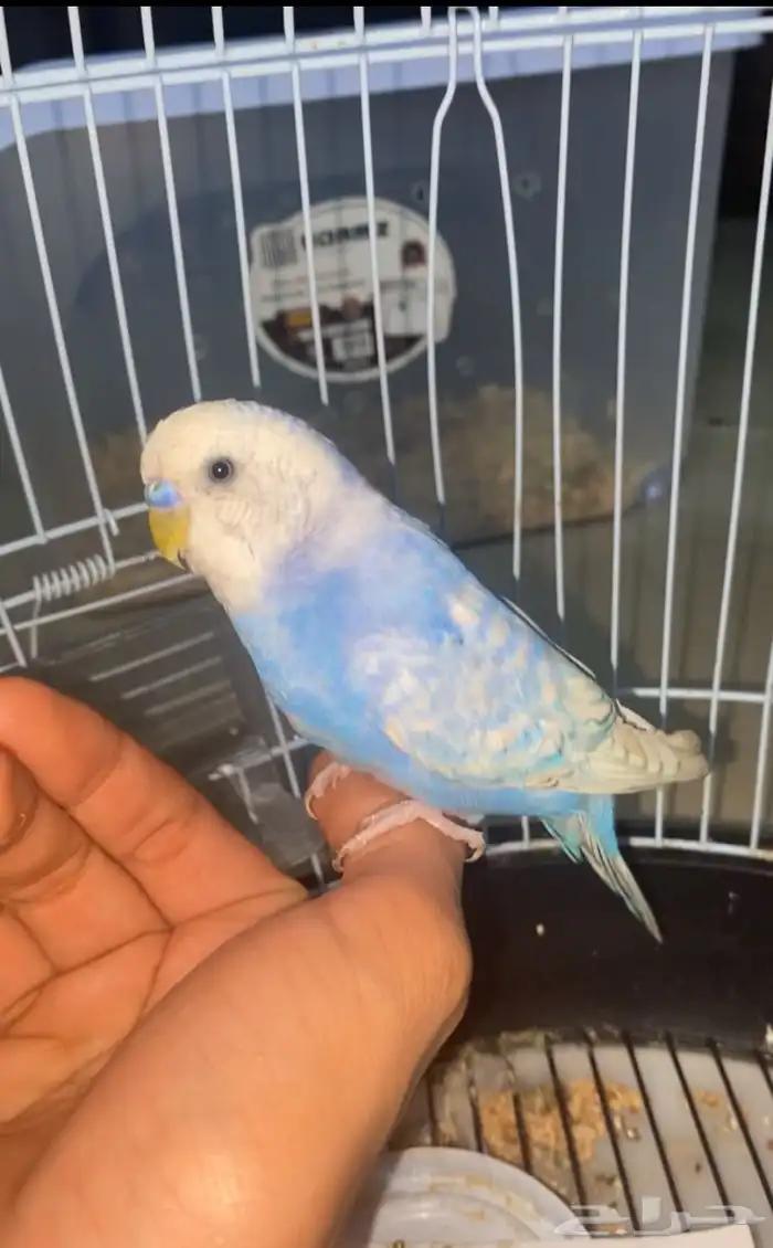 للبيع طير بادجي لون مميز 2