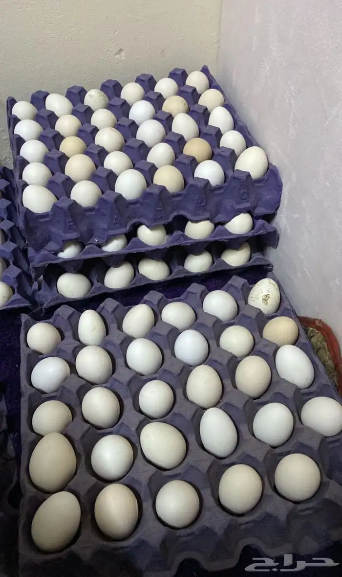 بيض فيومي انمنيوم مخصب 0