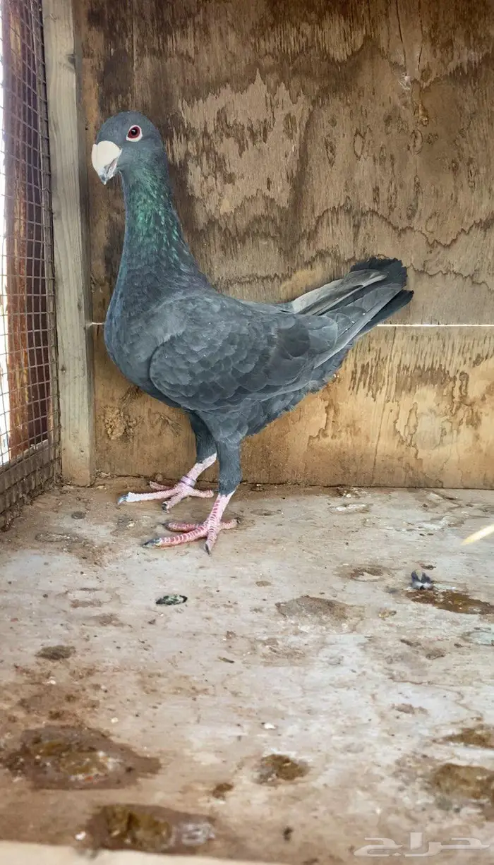 أجواز هومر مستويات طيبة 2