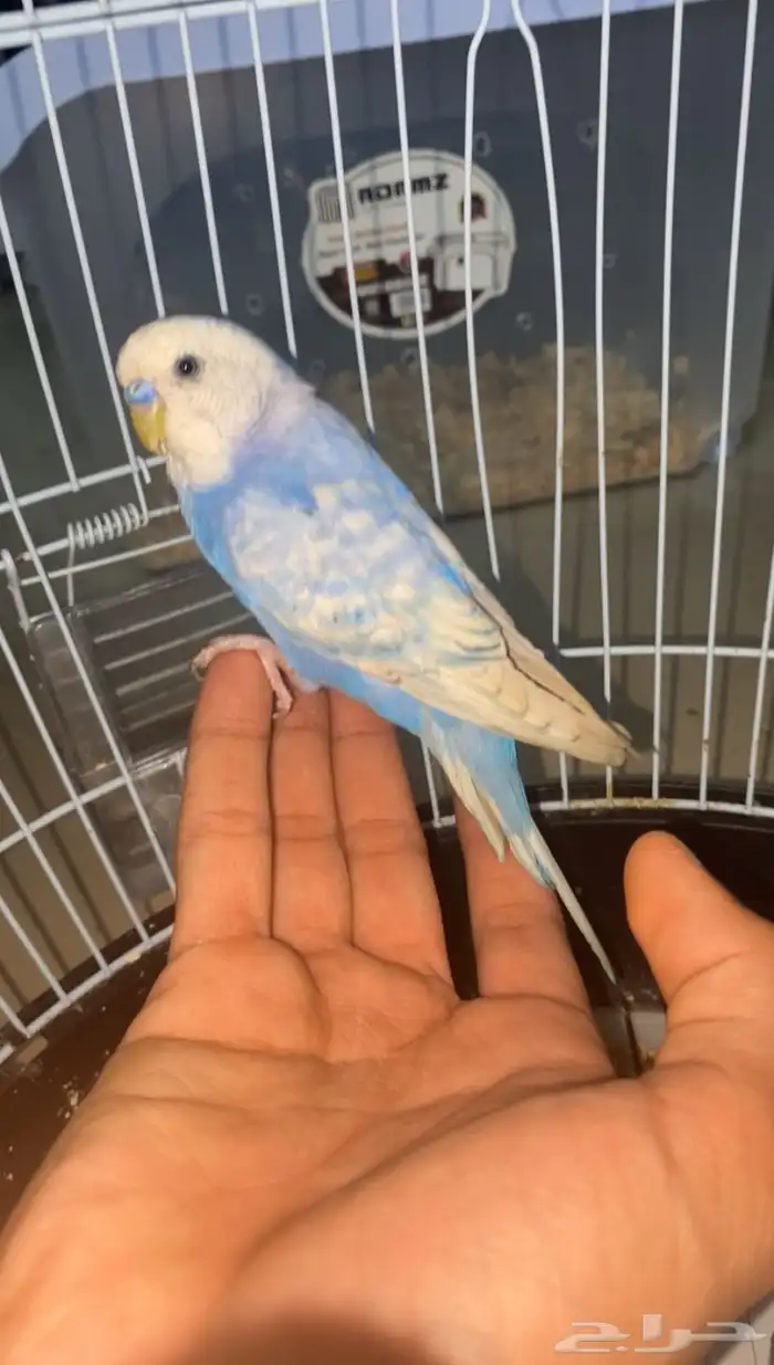 للبيع طير بادجي لون مميز 3