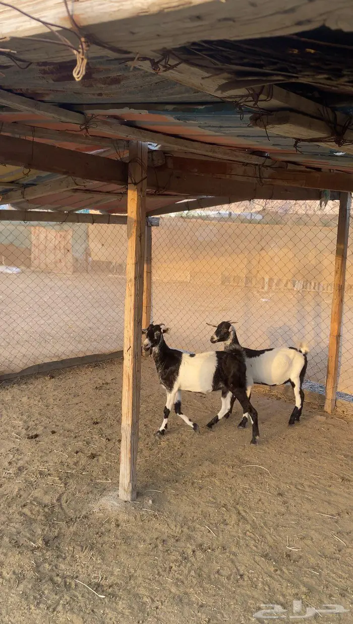 جفار طيبه للذبح 2