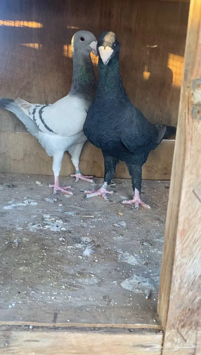 أجواز هومر مستويات طيبة 11