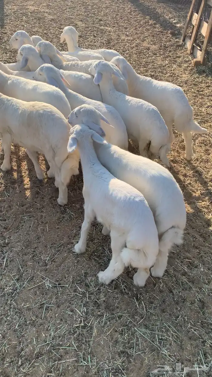 بهم تربيه طليان حري 3