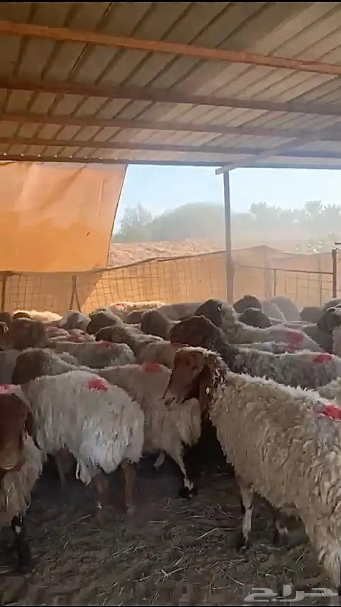 مراح نعيم دفيع منوة القناي 2