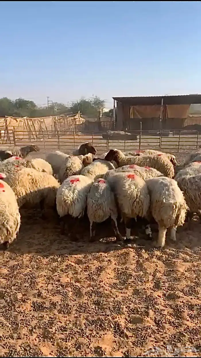 مراح نعيم دفيع منوة القناي 5