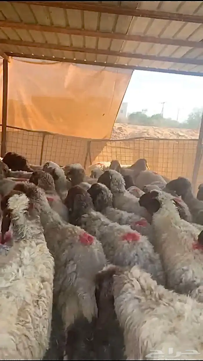 مراح نعيم دفيع منوة القناي 3