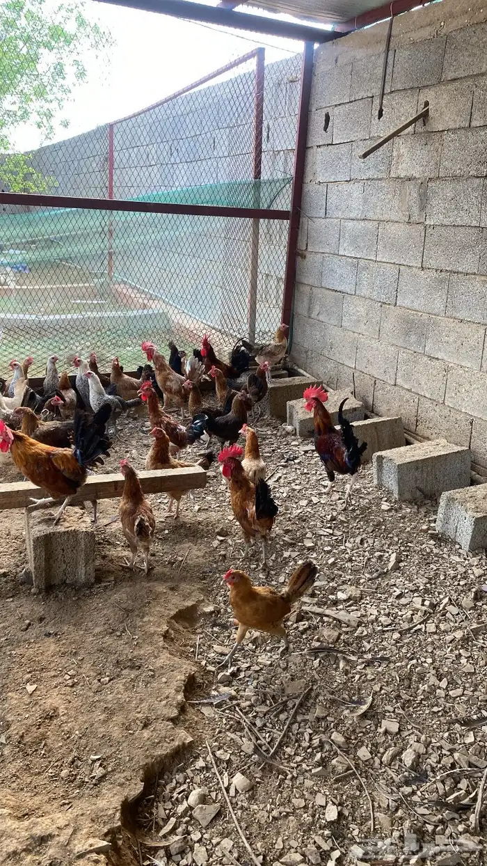 دجاج بلدي للبيع 3