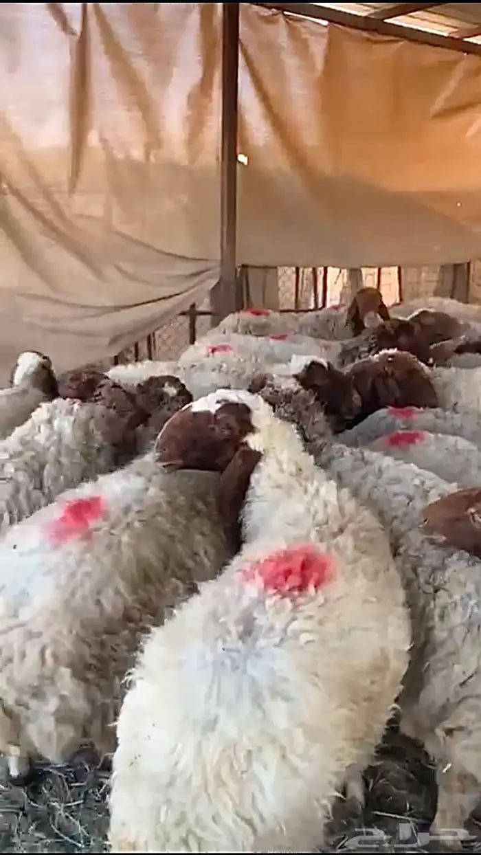 مراح نعيم دفيع منوة القناي 0