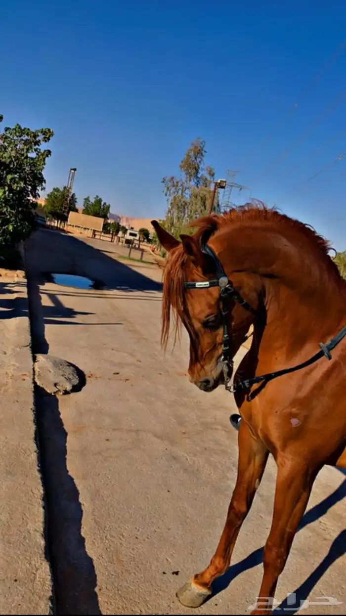 حصان للبيع واهو التواصل واتس او اتصال وباقي علومه في الواتس 0