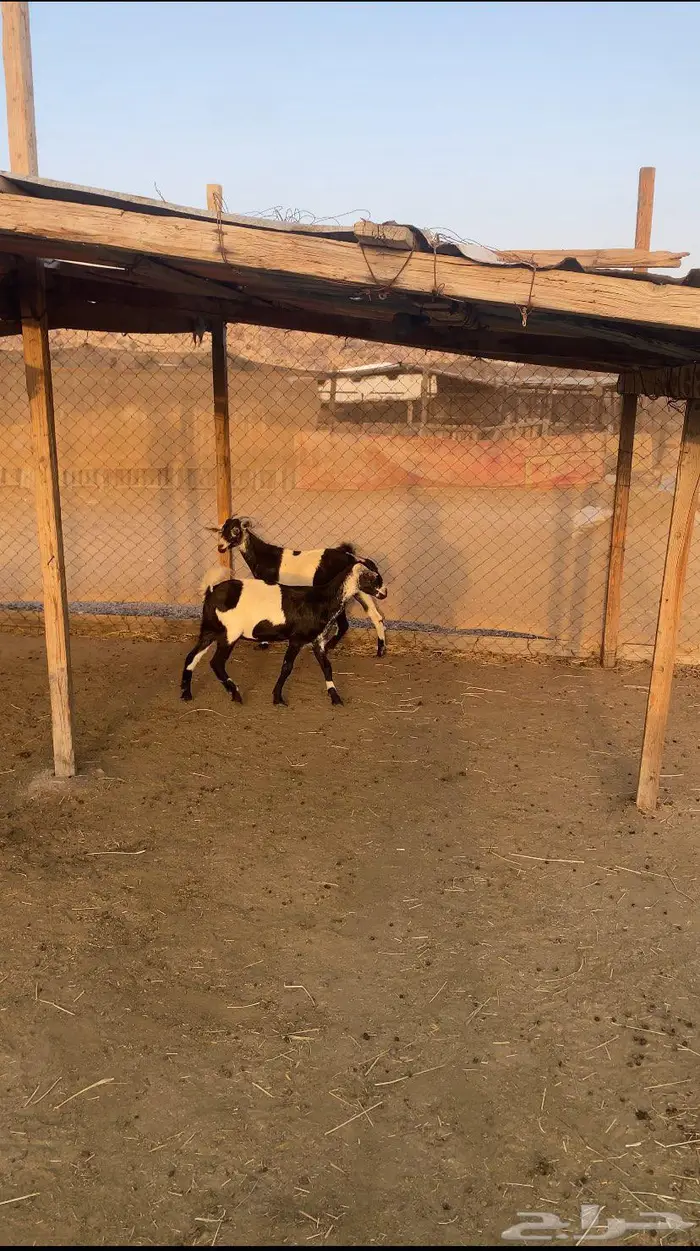 جفار طيبه للذبح 1