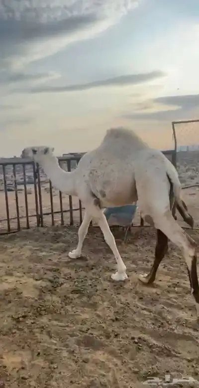 حشو بريات وبكره حقه للبيع index