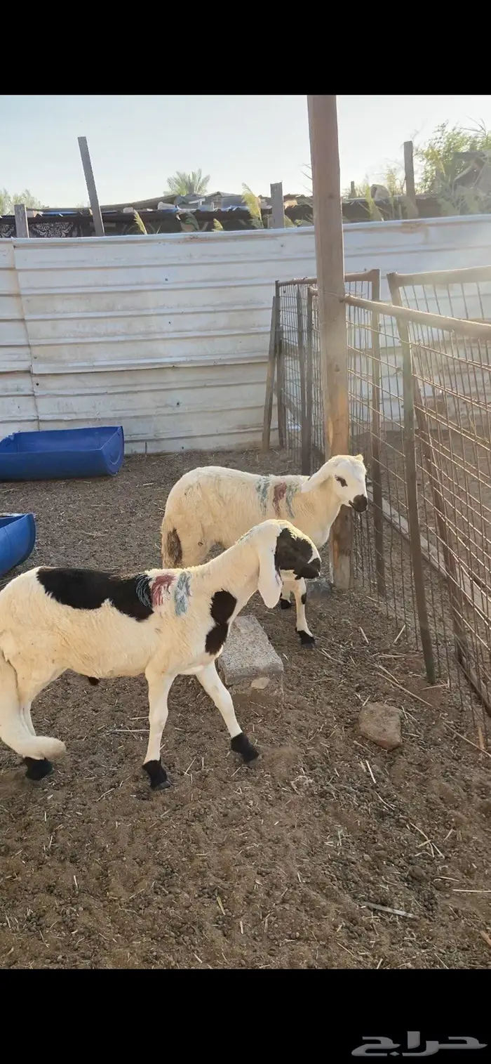 سواكن تربيه 0