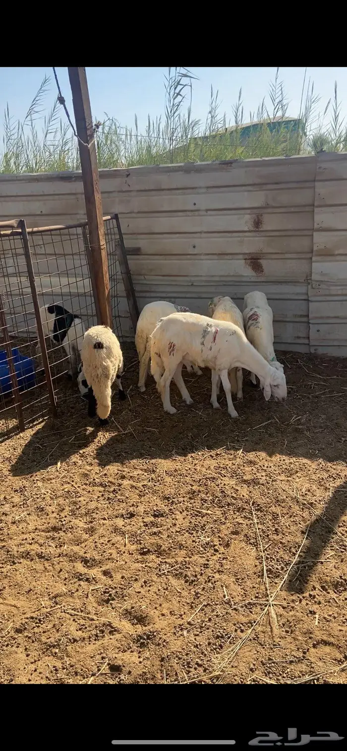 سواكن تربيه 2