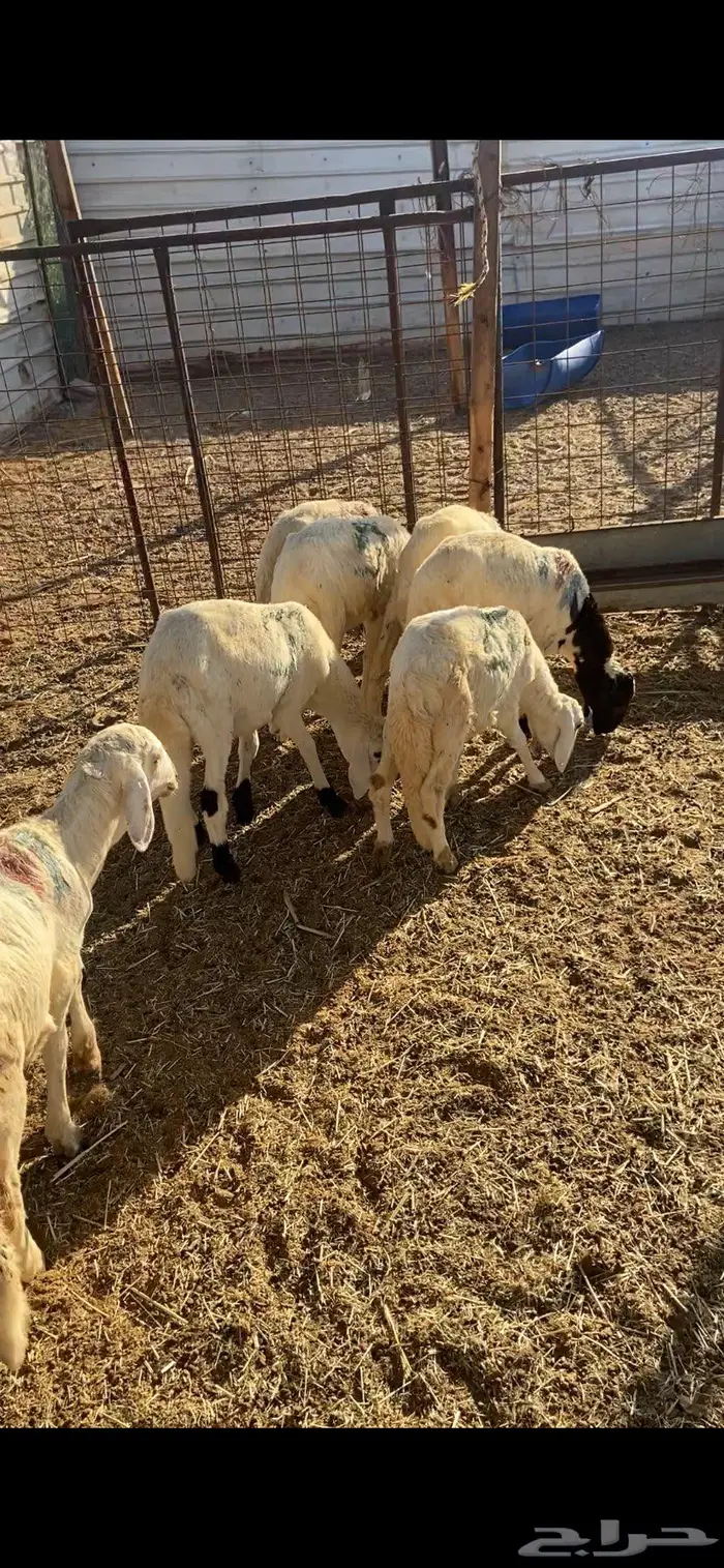 سواكن تربيه 1