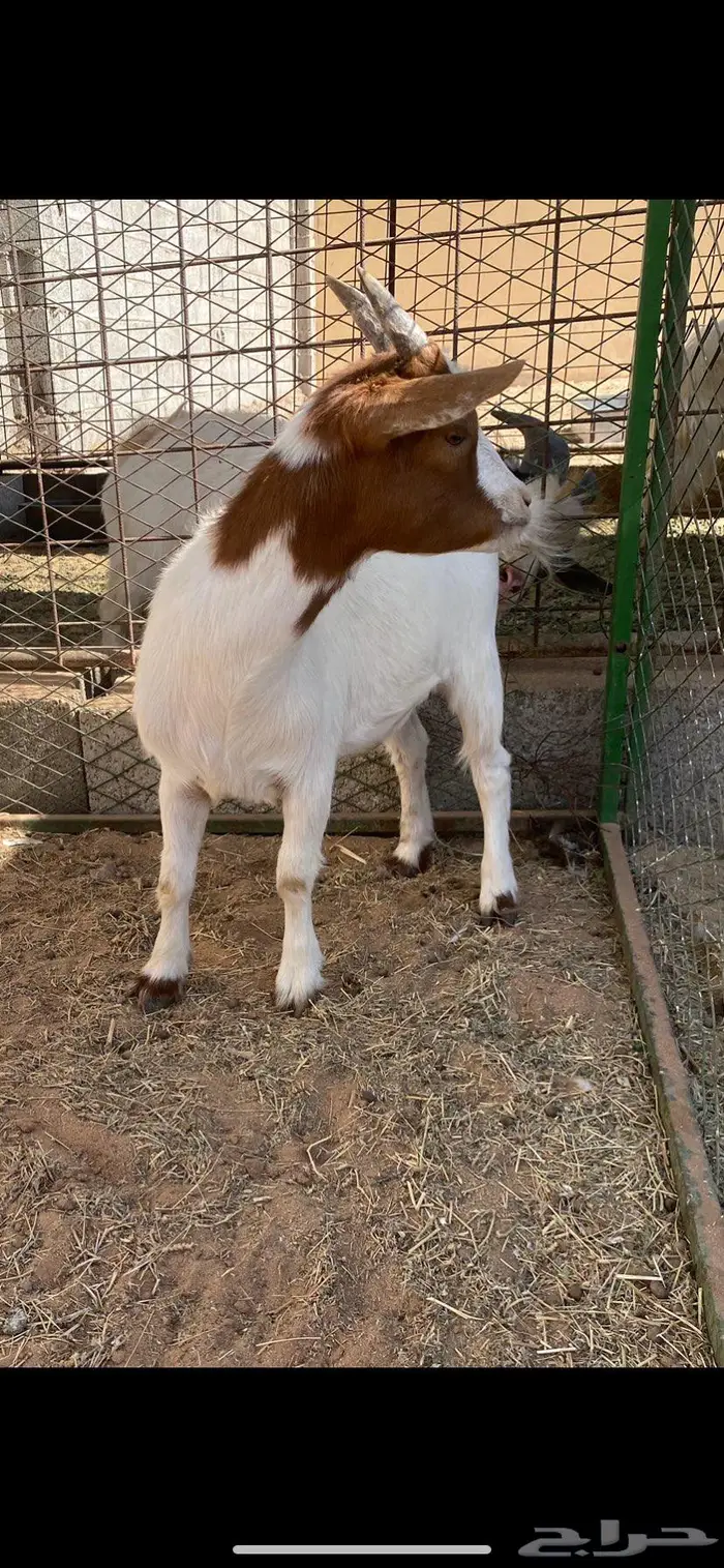 جفره وتيس قزميات 0