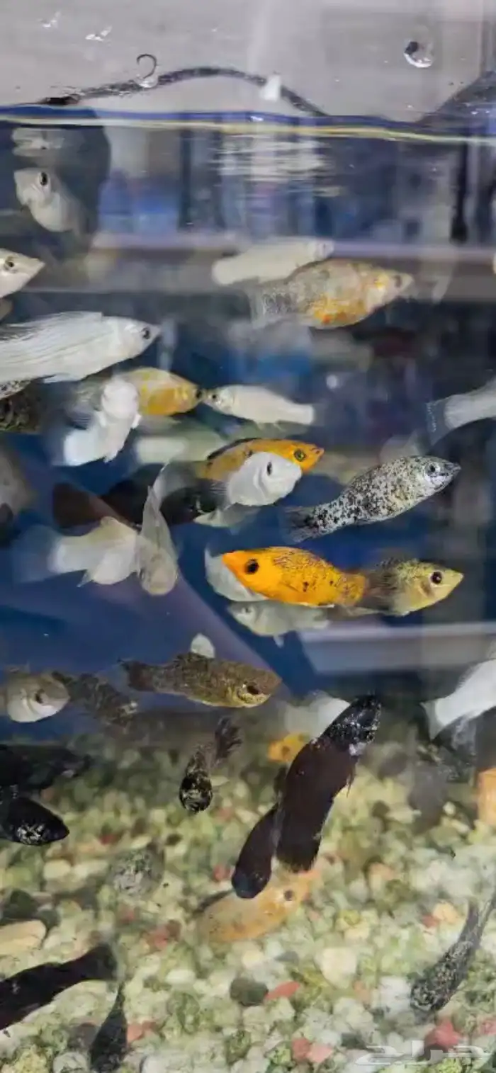 متوفر جميع أنواع اسماك الزينه متوفر جميع مستلزمات السمك 23