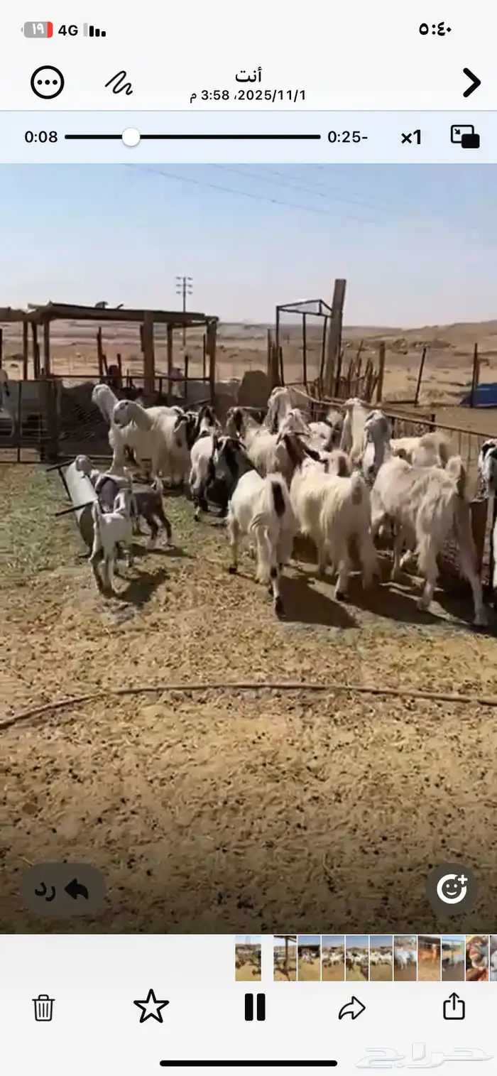 معزا مشاريك حلال مزرعه وحصن دفيع فحص سونار 1