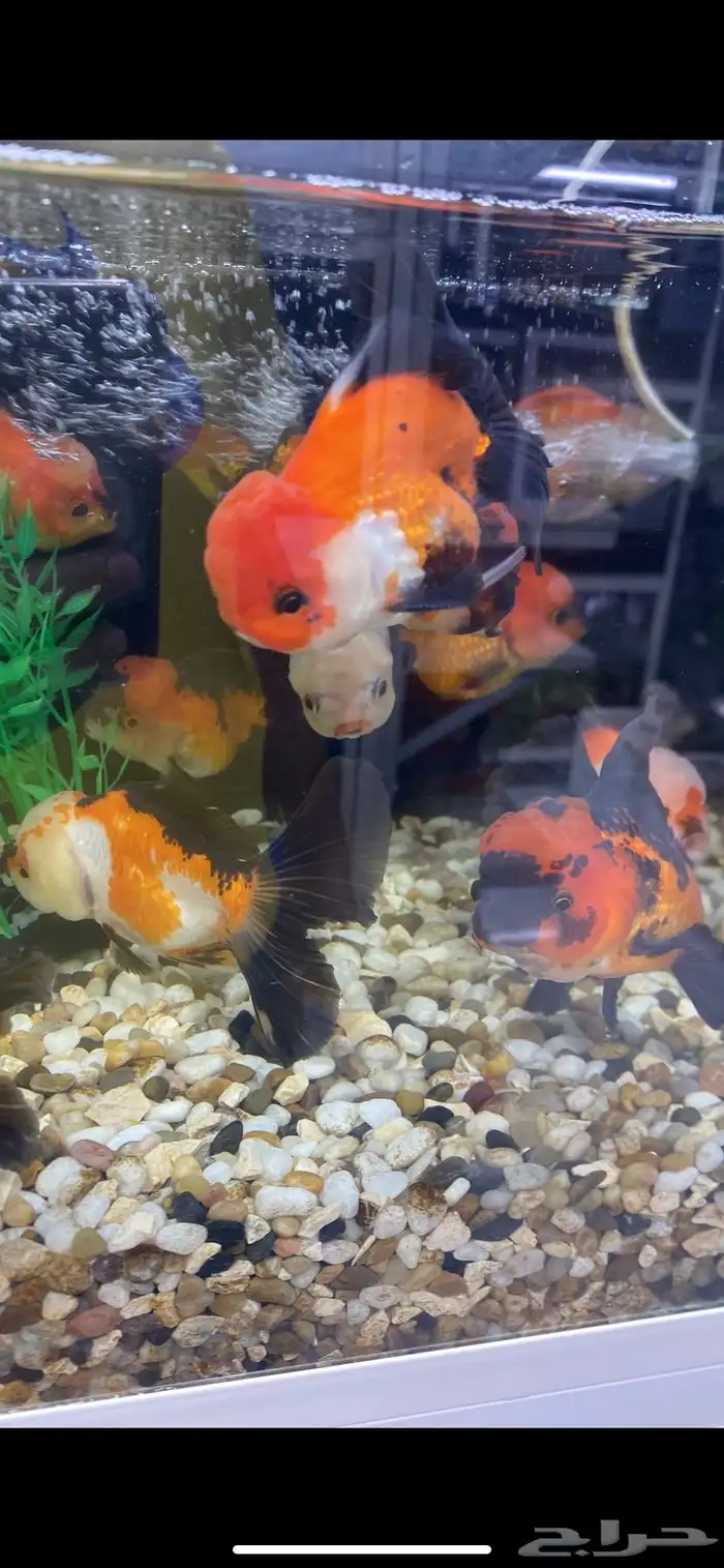 متوفر جميع أنواع اسماك الزينه متوفر جميع مستلزمات السمك 12