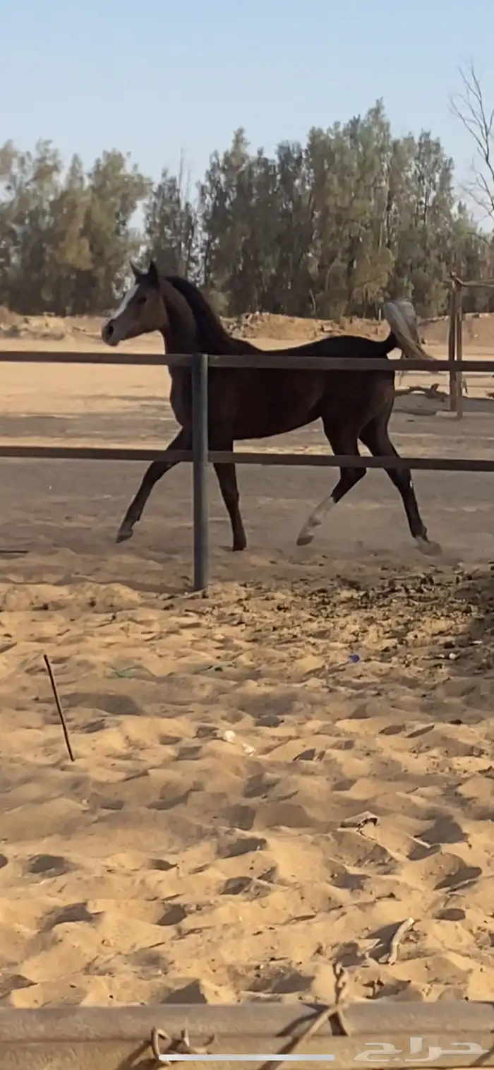 مهره شعبيه شيخه 1