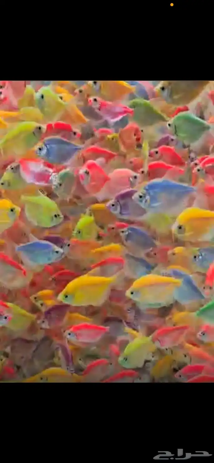 متوفر جميع أنواع اسماك الزينه متوفر جميع مستلزمات السمك 17