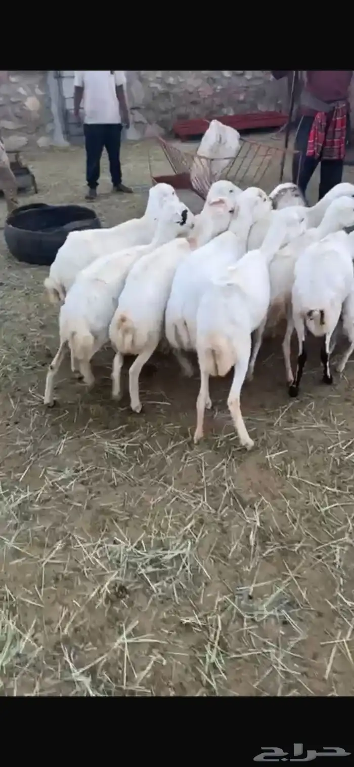 ضان ومعزاء 0