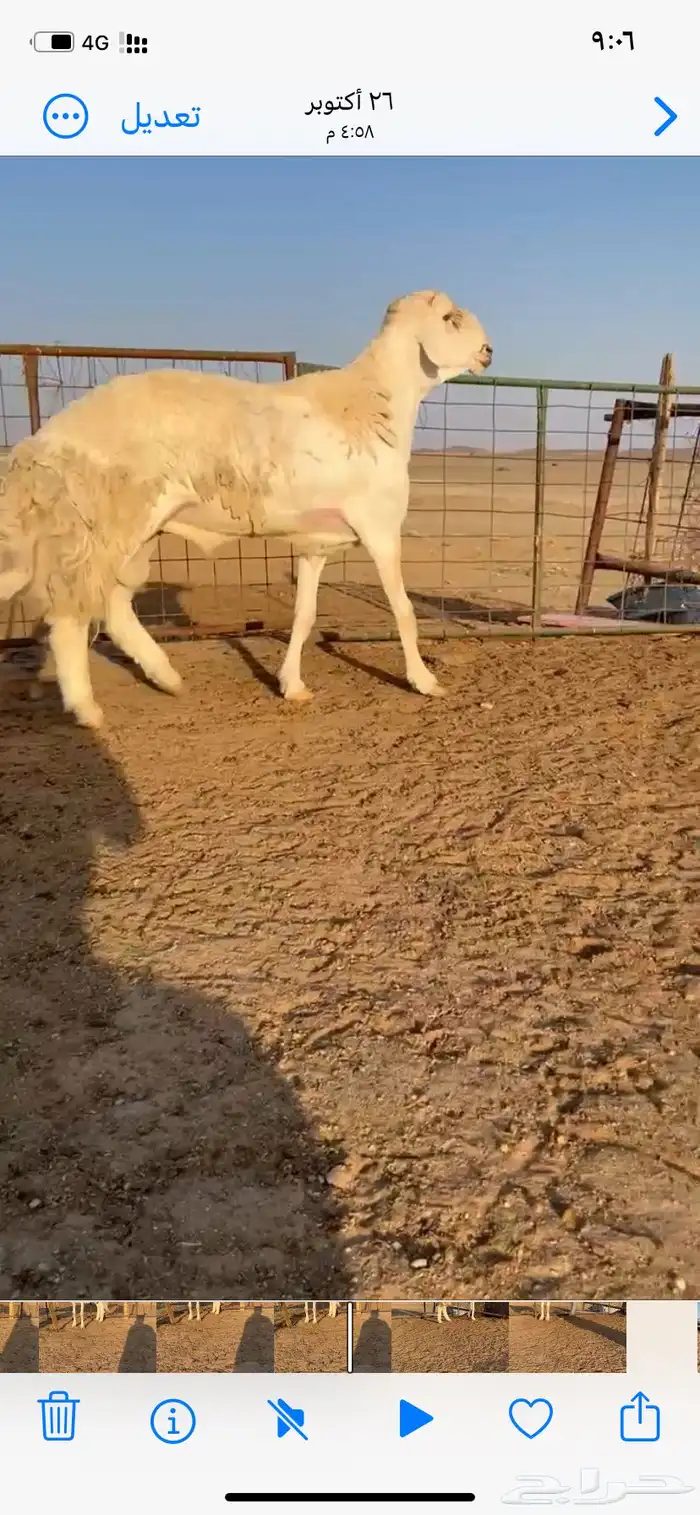 خروف فحل مشروط 0