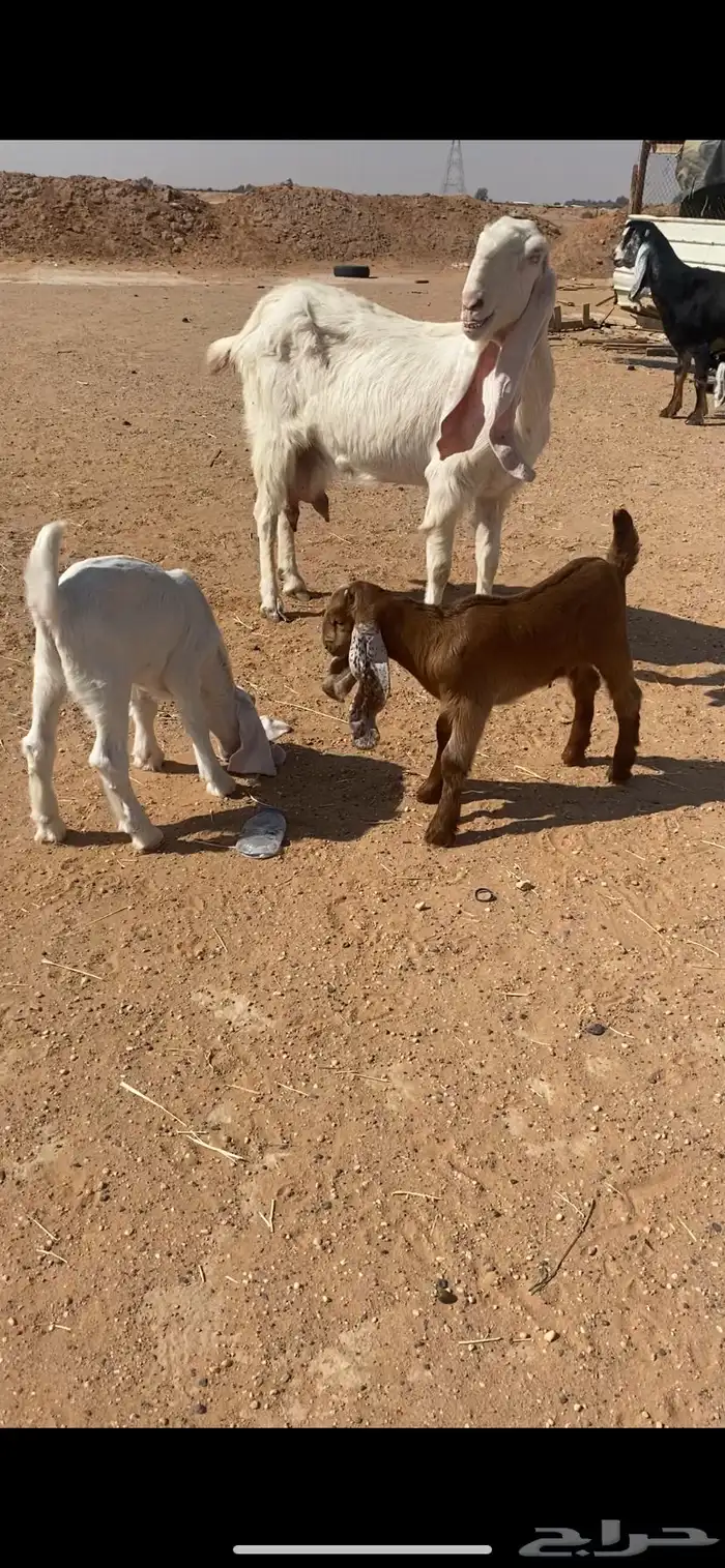 معزا متابيع 3يتبعها5 3