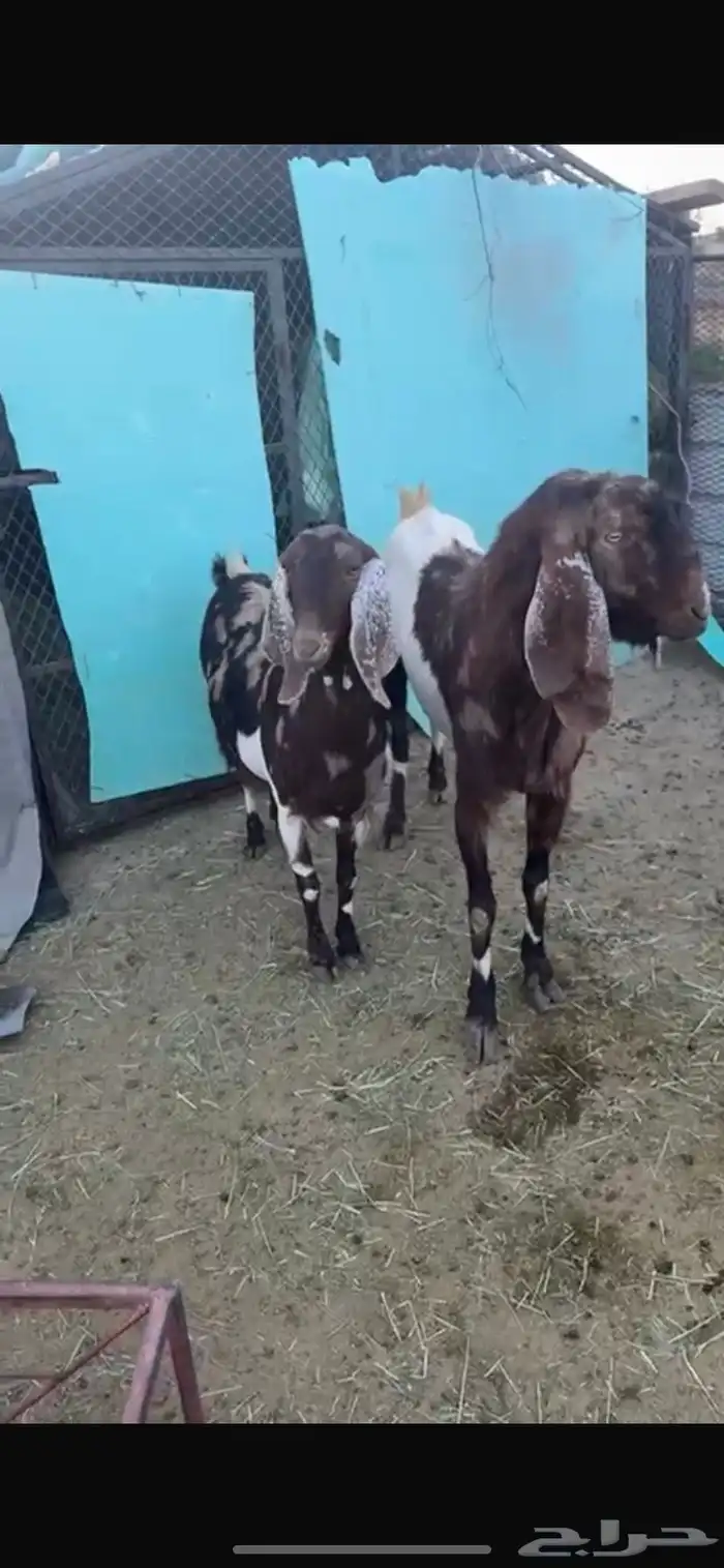 ضان ومعزاء 3