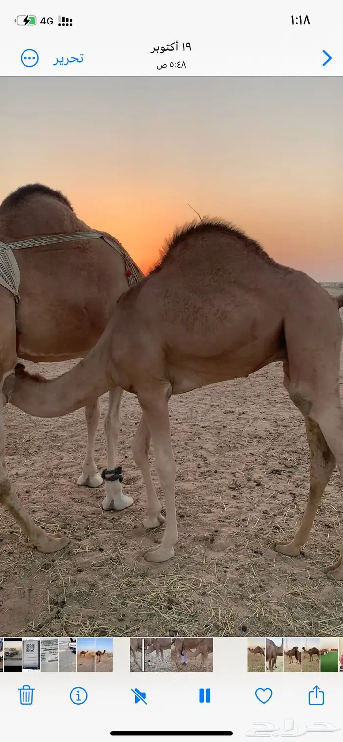 قعود احمر فل شحم تحت امه سليم من جميع الامراض 0