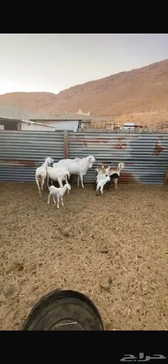 شياة برابر طيبه 3