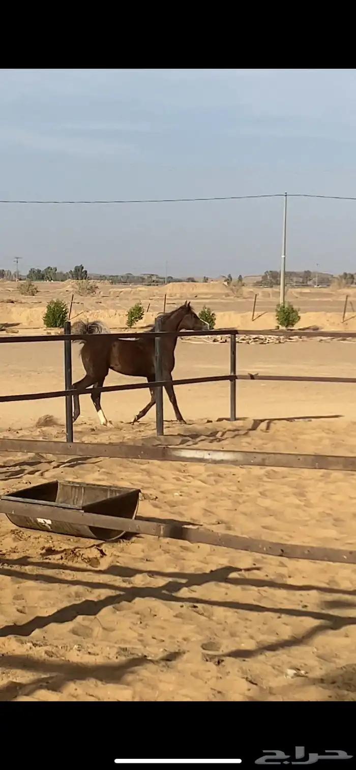 مهره شعبيه شيخه 2