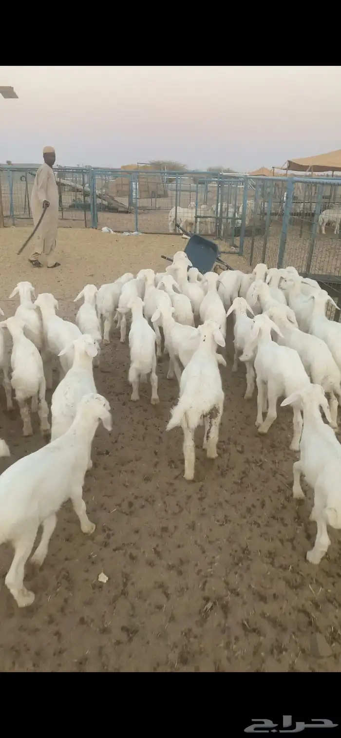 بهم تربيه شعره وشكل تم البيع اضغط متابعه 1