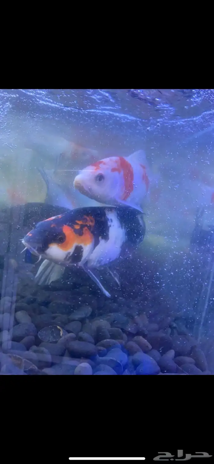 متوفر جميع أنواع اسماك الزينه متوفر جميع مستلزمات السمك 13