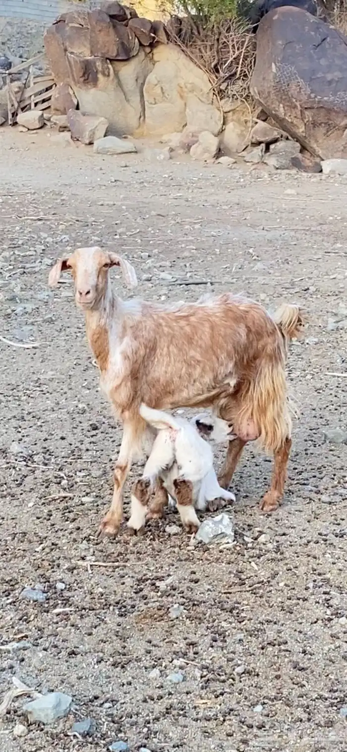 عنز تحتها تيس مشالله 0