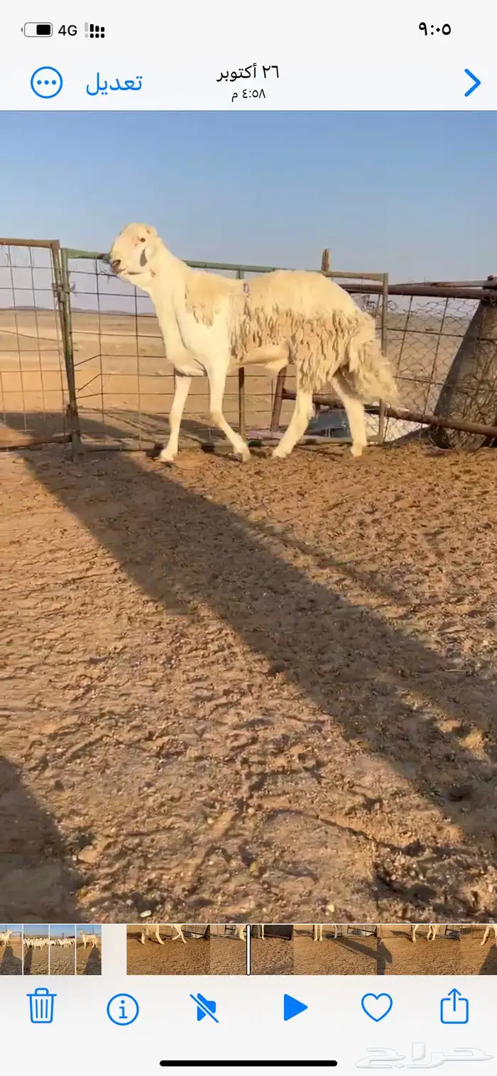 خروف فحل مشروط 4