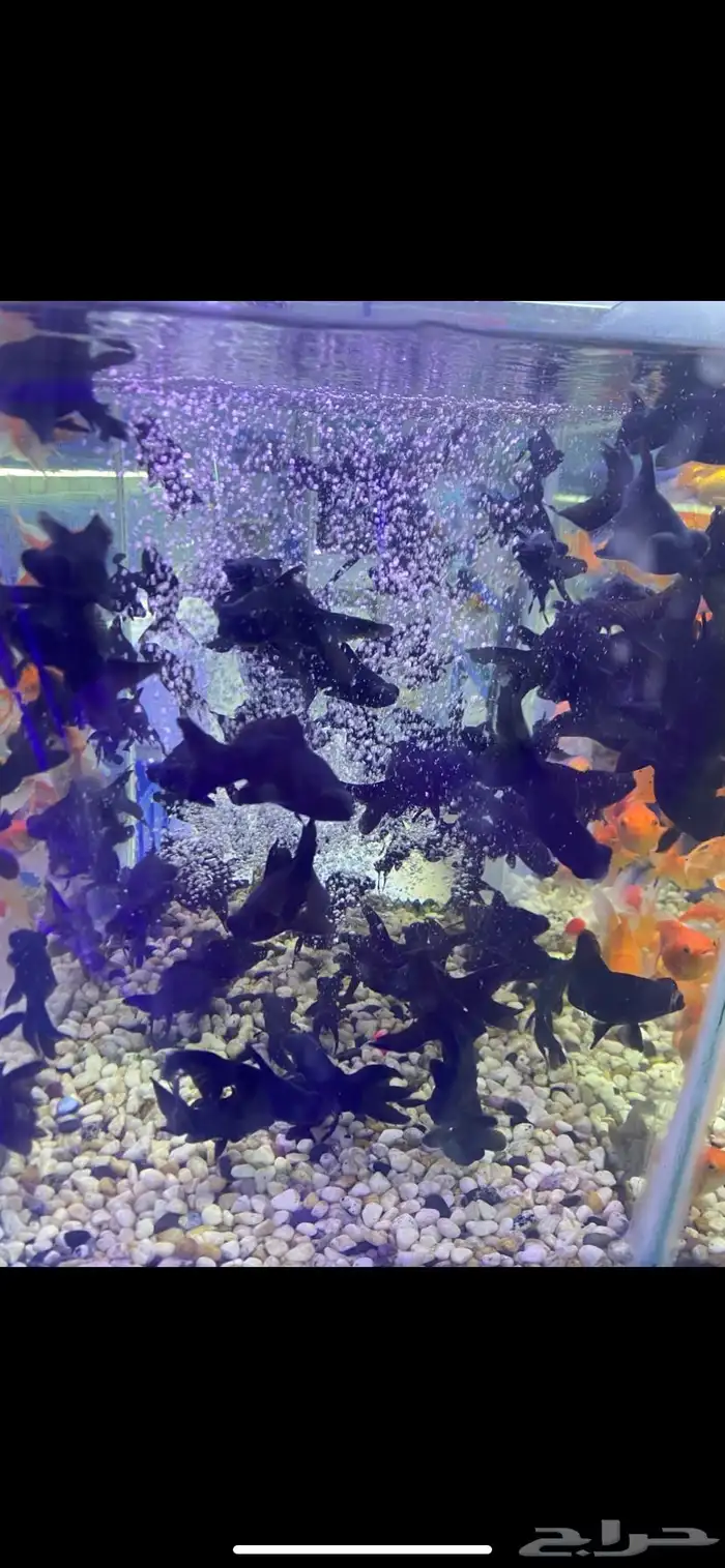 متوفر جميع أنواع اسماك الزينه متوفر جميع مستلزمات السمك 11