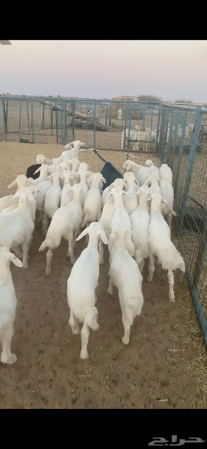 بهم تربيه شعره وشكل تم البيع اضغط متابعه 0