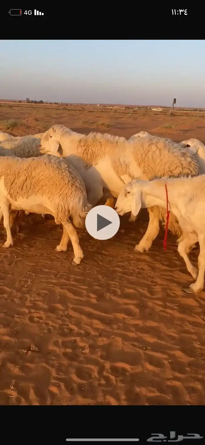 طليان مشاريع فحول 3